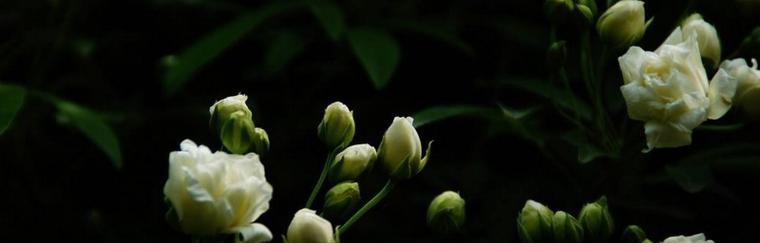木香花的花语是什么？了解木香花的象征意义和文化背景？
