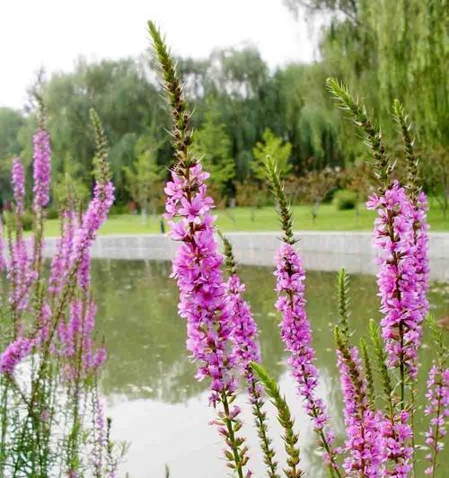 千屈菜的花语是什么？了解千屈菜的象征意义和用途？