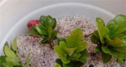 米兰花扦插生根需要多长时间？如何加速生根过程？