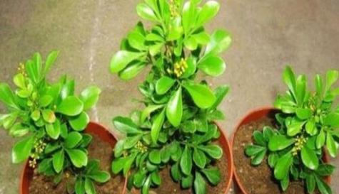 米兰花水浇多了怎么办？如何正确处理过量浇水问题？