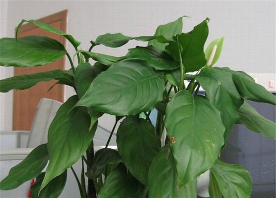 万年青开花有什么含义？万年青开花预示着什么？