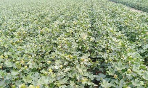 棉花几月份种植最合适？掌握最佳种植时间以提高产量？