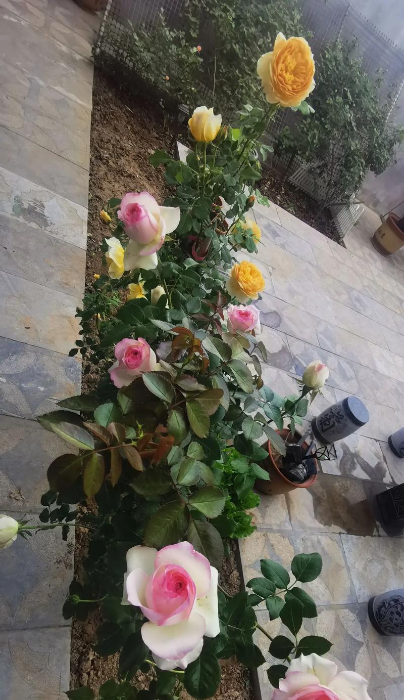 庆典时送女生什么花卉最合适？花卉选择有哪些讲究？
