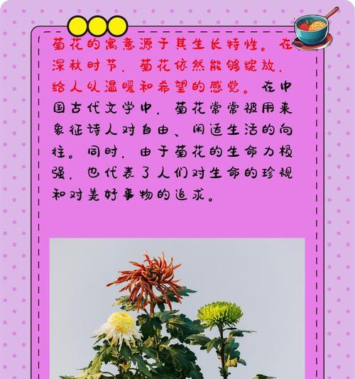 多头菊的花语含义是什么？多头菊象征着什么？