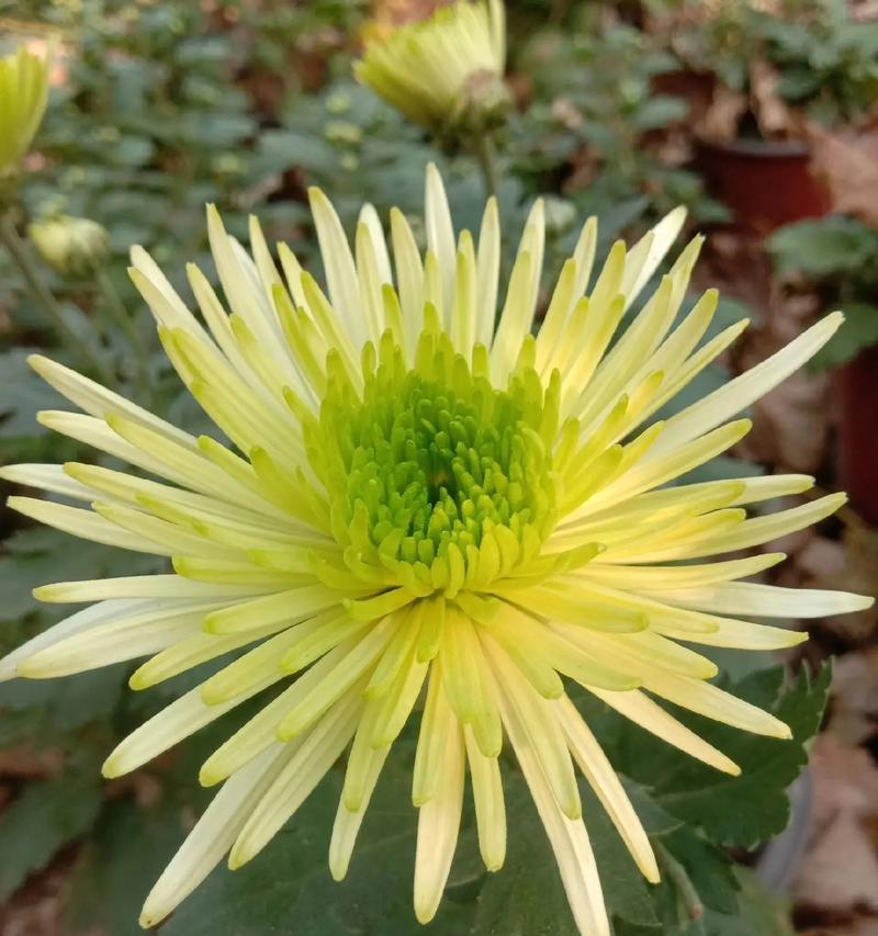 多头菊的花语含义是什么？多头菊象征着什么？