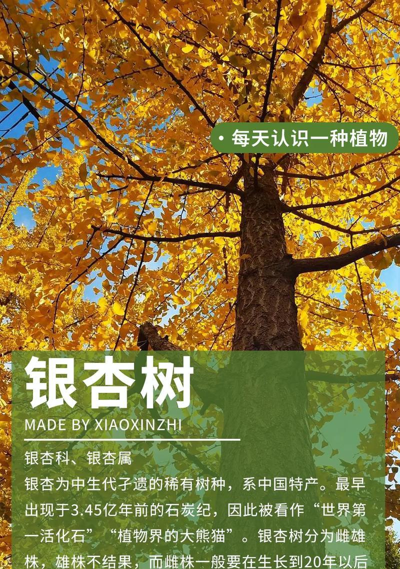 银杏花语有哪些？