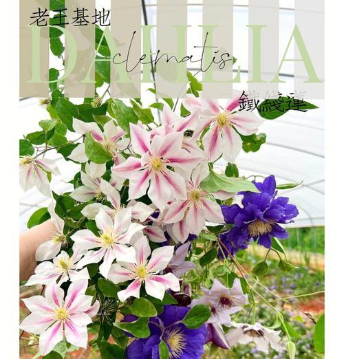 非藤本植物包括哪些种类？它们的养护方法是什么？