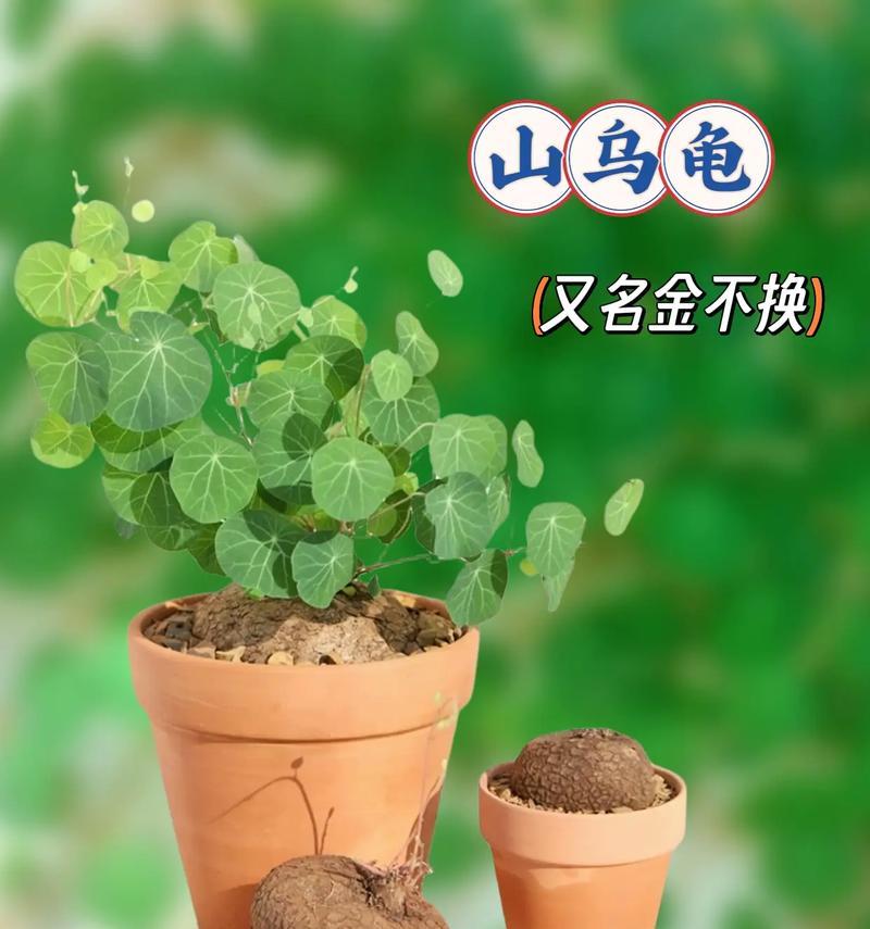 非藤本植物包括哪些种类？它们的养护方法是什么？