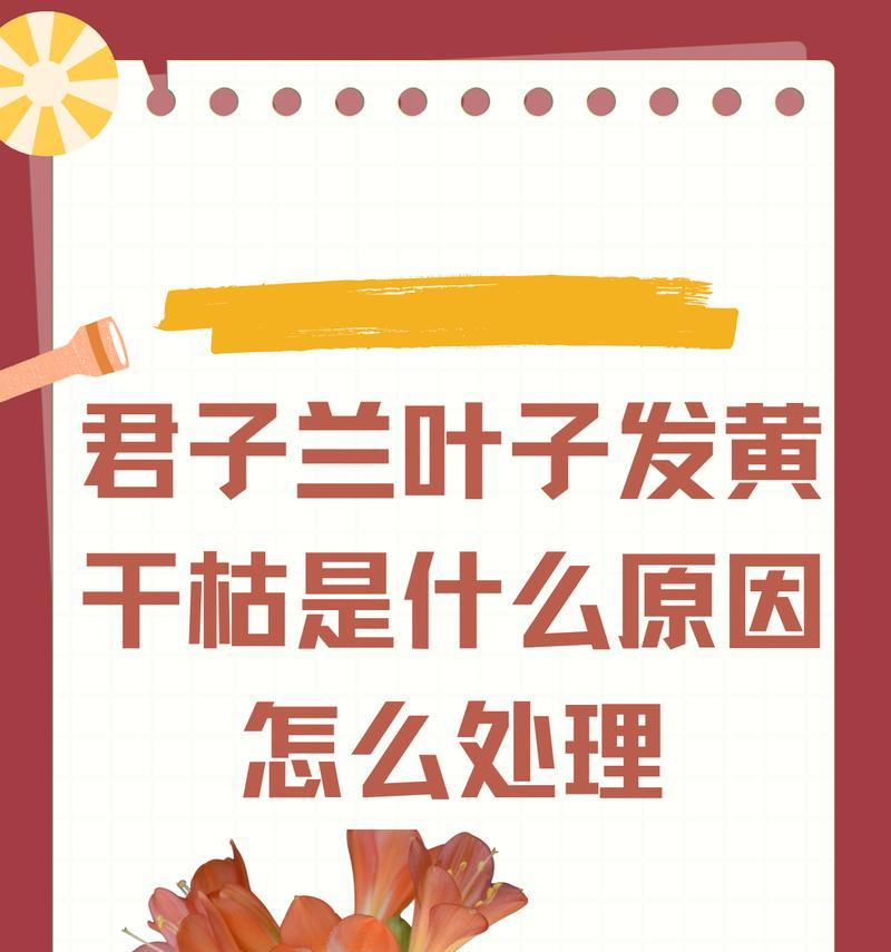 君子兰出现黑斑点的原因是什么？