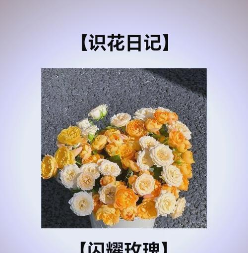 黄玫瑰花语在婚姻中意味着什么？为何被视为出轨的象征？