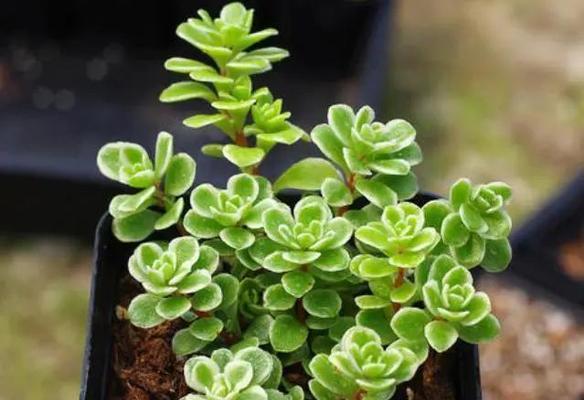 仙人掌型多肉植物的正确浇水方法是什么？