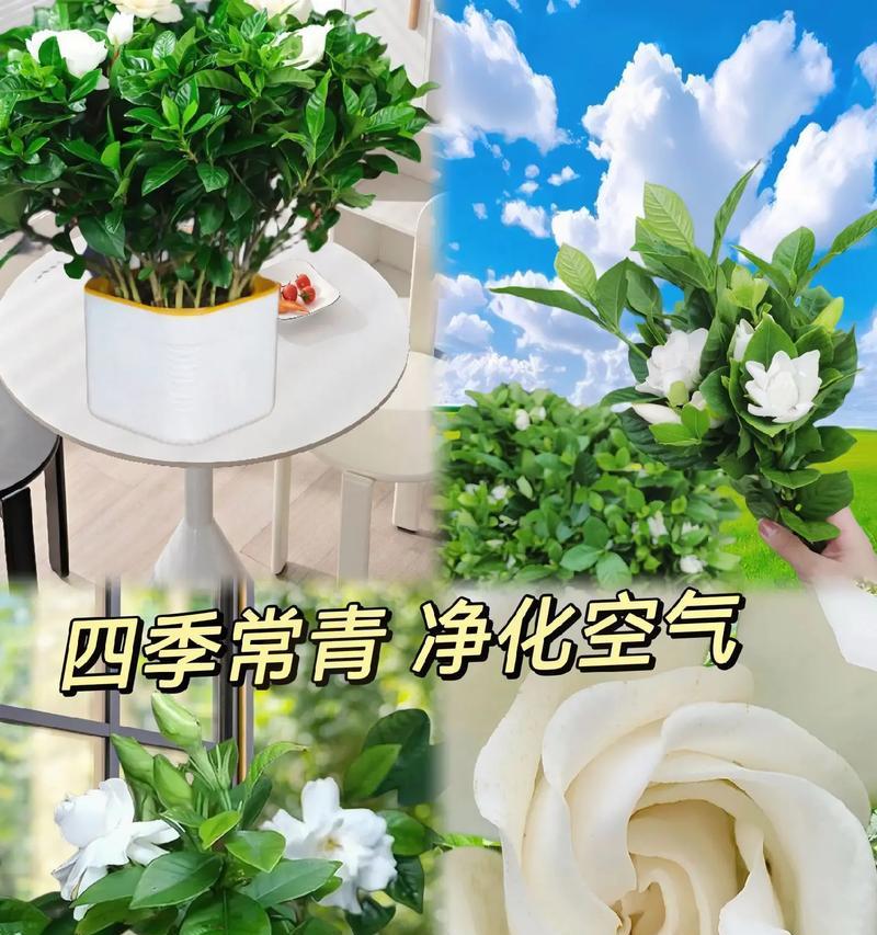 小蓝栀子的花语有哪些含义？