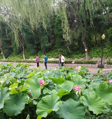 九个白一红的花语是什么？九白一红的花语寓意是什么？