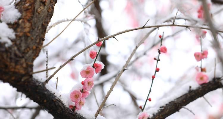 九个白一红的花语是什么？九白一红的花语寓意是什么？