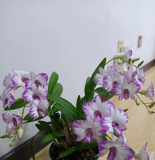 君子兰野葡萄开花的养护技巧是什么？