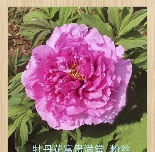 牡丹花中最大花朵的品种？如何培育？