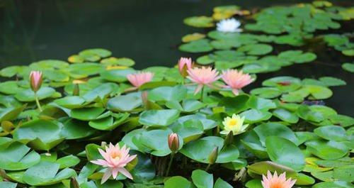 妍字的花语含义是什么？