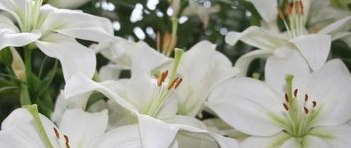 精力充沛的花语代表了什么？