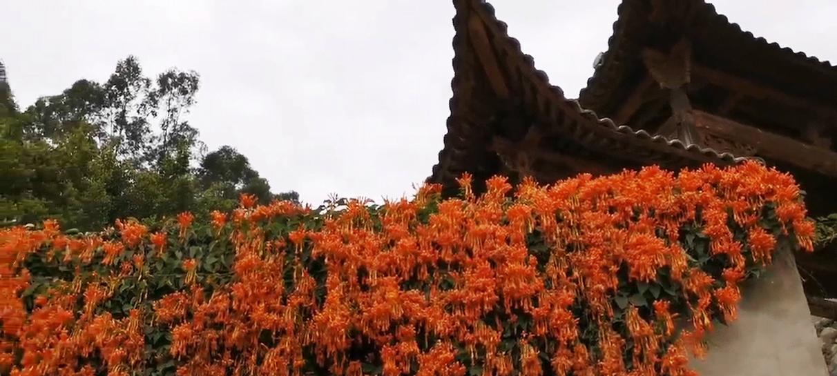 烟花爆竹花语是什么生肖？烟花与生肖有何关联？
