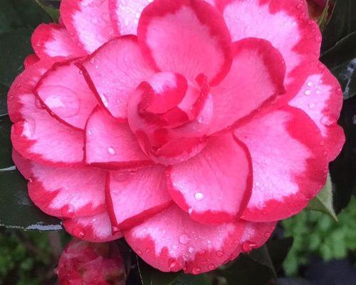 锦上添花茶花语是什么？茶花在不同场合的寓意有何不同？