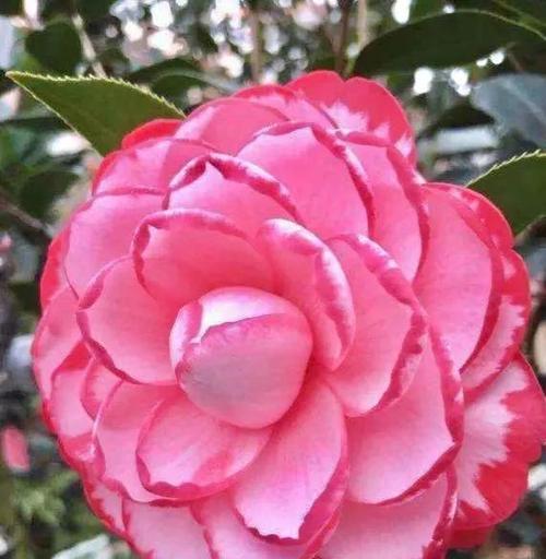 锦上添花茶花语是什么？茶花在不同场合的寓意有何不同？
