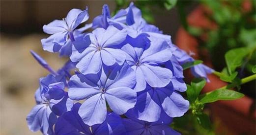 哪些花语表达冷漠疏离？