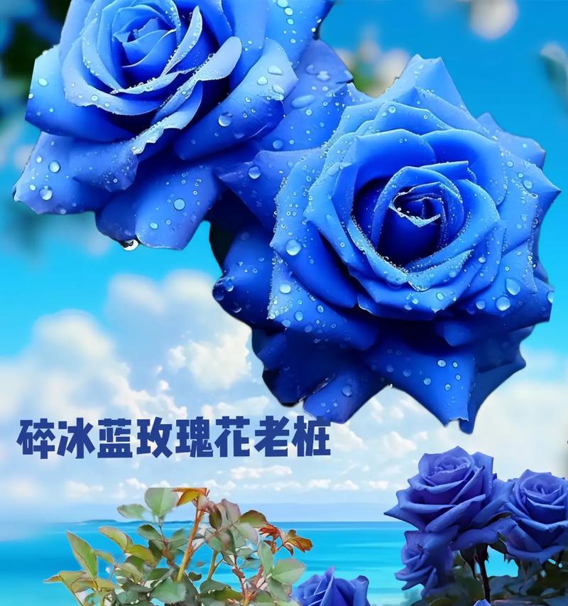 青色玫瑰的花语是什么？青色玫瑰代表了什么？