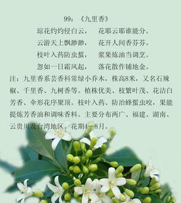 九支茉莉所表达的花语和寓意是什么？