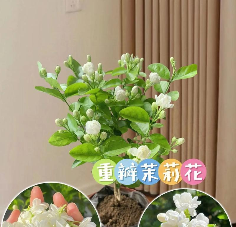 九支茉莉所表达的花语和寓意是什么？