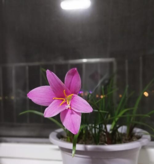 跪安时使用的花语有何特殊含义？