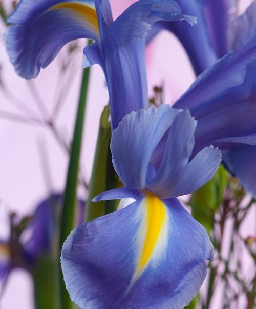鸢尾和花的花语相同吗？原因是什么？