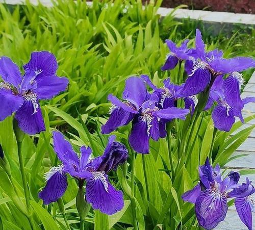 鸢尾和花的花语相同吗？原因是什么？
