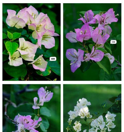 紫绿蓝花的花语是什么？这种颜色组合在花语中有何含义？