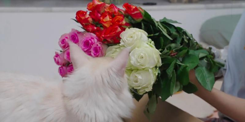 小猫喜欢的玫瑰花如何养护？有哪些注意事项？