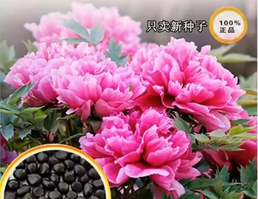 牡丹花的种植与养护技巧是什么？