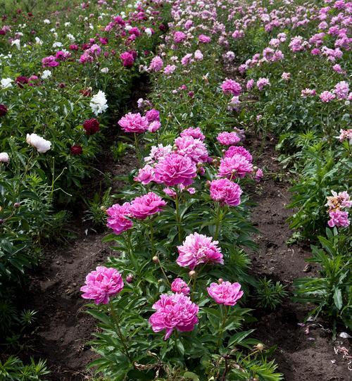 牡丹花的种植与养护技巧是什么？