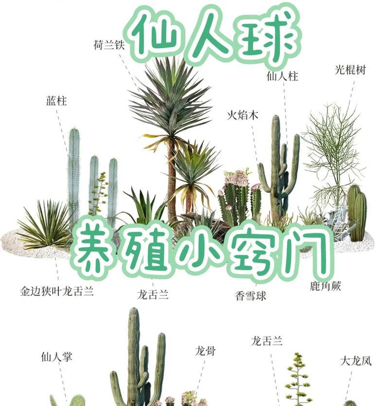 仙人掌老虎鸡养殖方法是什么？需要注意什么？