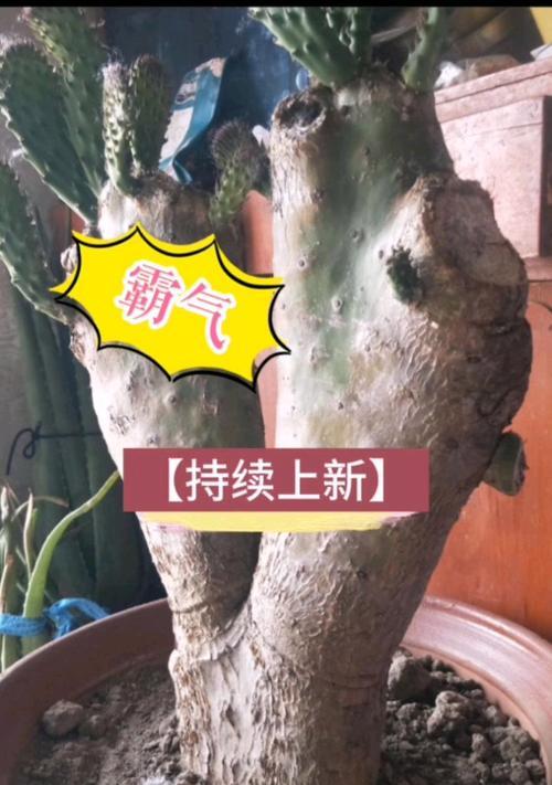 美式仙人掌盆栽好养吗？如何正确养护？