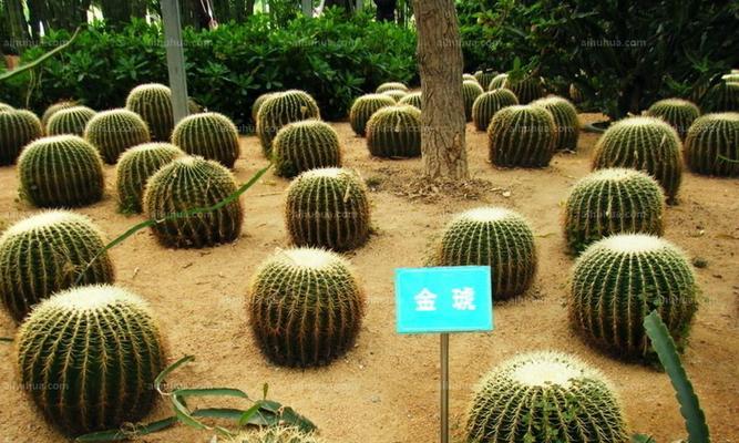 秋季金虎仙人球怎么养？有哪些注意事项和步骤？