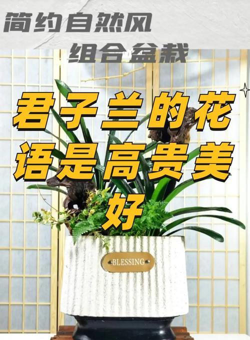 君子兰炭泥花土的养护管理方法是什么？如何确保其适宜君子兰生长？