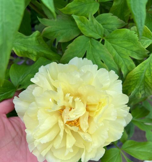 牡丹花屎黄色品种有何特点？
