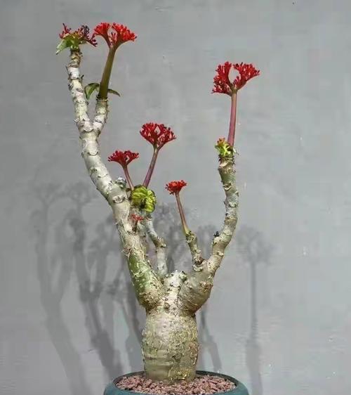仙人掌玉树花如何才能开花？养护技巧有哪些？