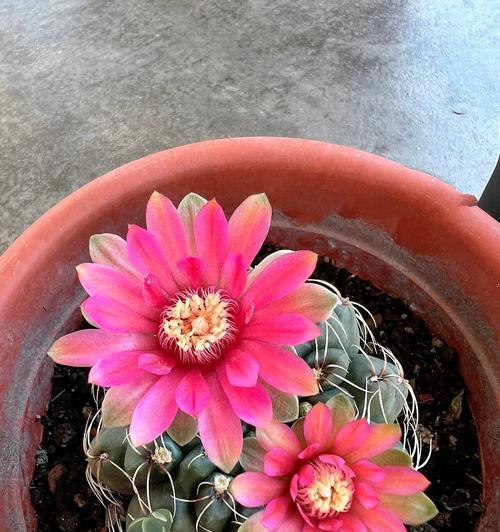 仙人掌玉树花如何才能开花？养护技巧有哪些？