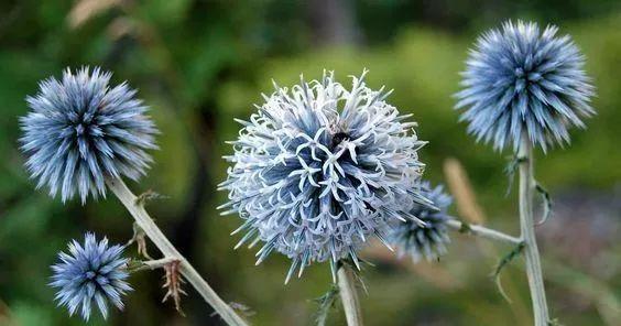 蓝刺鲜花的寓意与花语有何不同？