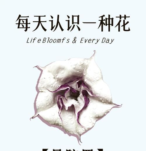 蓝刺鲜花的寓意与花语有何不同？
