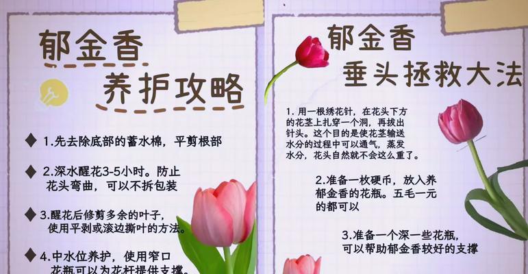 表达热爱追求情感的花语有哪些？
