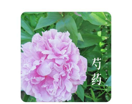 橘色芍药的花语是什么？它代表了什么花？