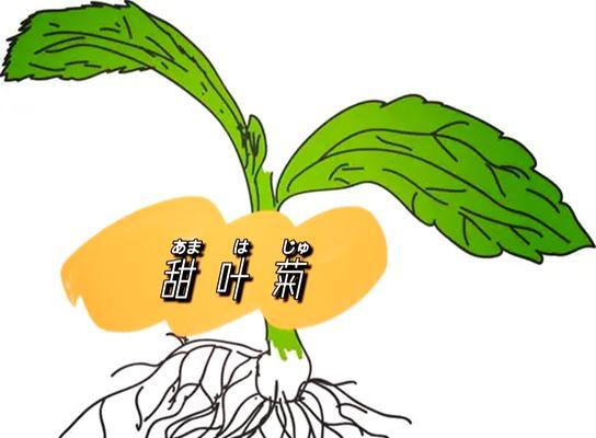 小甜菊的花语有何特殊含义？