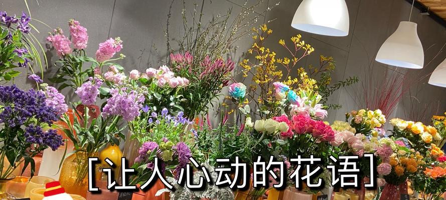 小甜菊的花语有何特殊含义？