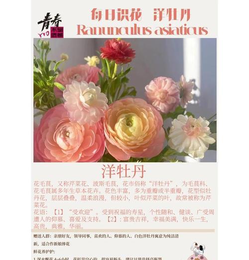 牡丹花语的真正含义是什么？